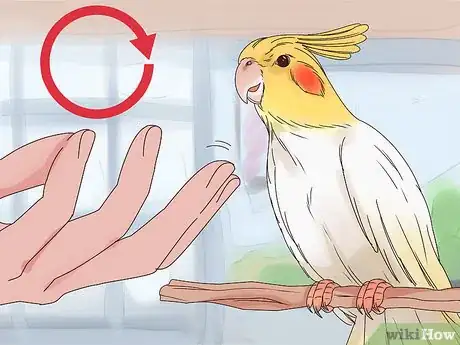 Imagen titulada Train Cockatiels Step 5
