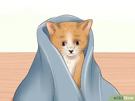 Imagen titulada Care for an Abandoned Kitten Step 18