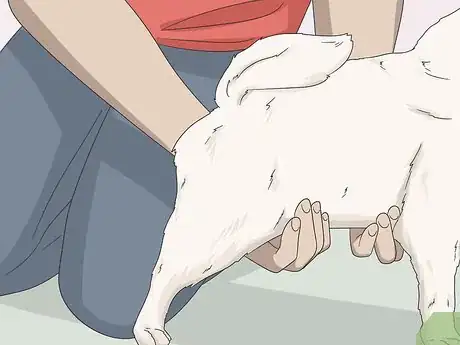 Imagen titulada Express a Paralyzed Dog's Bladder Step 12