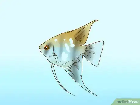 Imagen titulada Care for an Angelfish Step 10