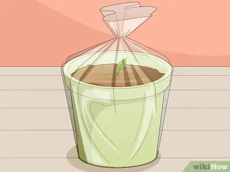 Imagen titulada Grow Turmeric Step 10