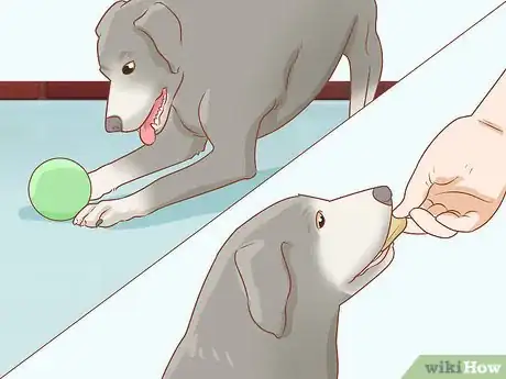 Imagen titulada Care for Dogs Step 16