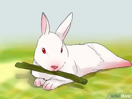 Imagen titulada Look After a Rabbit That Needs Its Teeth Trimmed Step 5