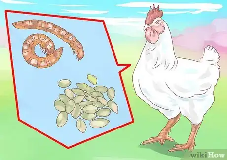 Imagen titulada Feed Chickens Step 13