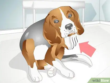Imagen titulada Treat a Yeast Skin Infection in a Dog Step 2