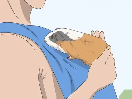 Imagen titulada Hold a Guinea Pig Step 9