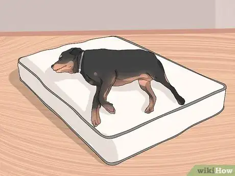 Imagen titulada Treat Dysplasia in Rottweilers Step 10