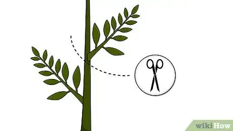 Imagen titulada Grow a Ficus Benjamina Step 2