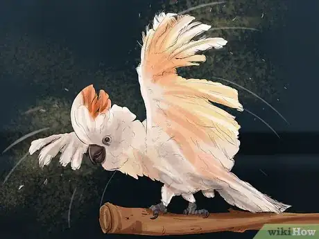 Imagen titulada Live With a Moluccan Cockatoo Step 7