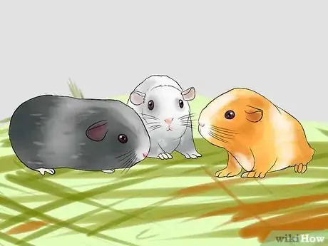 Imagen titulada Breed Standard Guinea Pigs Step 17
