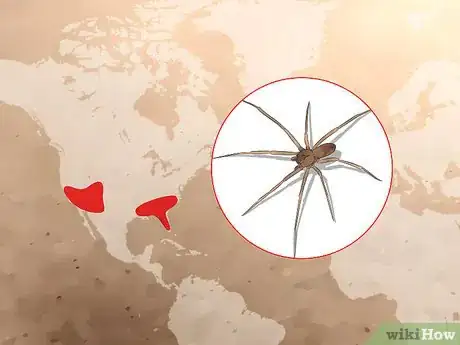 Imagen titulada Identify a Brown Recluse Step 6