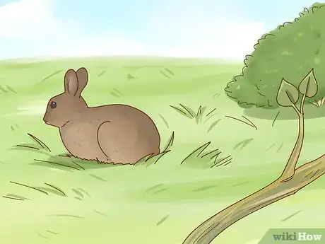 Imagen titulada Care for a Baby Wild Rabbit Step 22