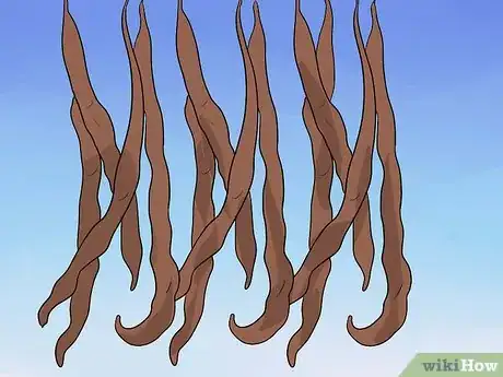 Imagen titulada Grow a Bean Plant Step 15