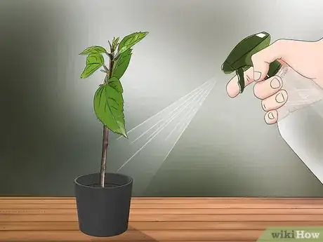 Imagen titulada Propagate Hibiscus Step 11