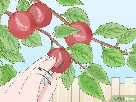 Imagen titulada Harvest Plums Step 4