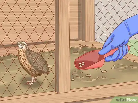 Imagen titulada Get Quails to Lay Eggs Step 4