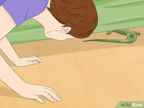 Imagen titulada Catch a Lizard in the House Step 2