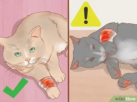 Imagen titulada Treat Fight Wounds on a Cat Step 7