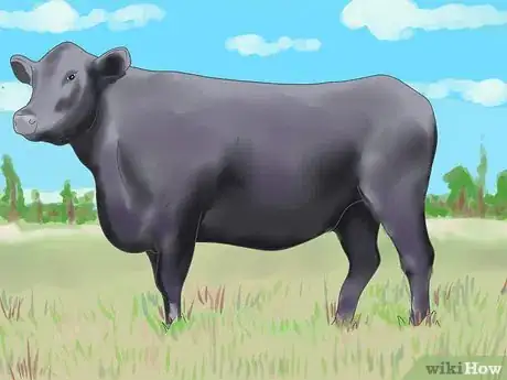Imagen titulada Raise Black Angus Cattle Step 3