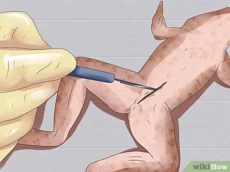 Imagen titulada Dissect a Frog Step 8