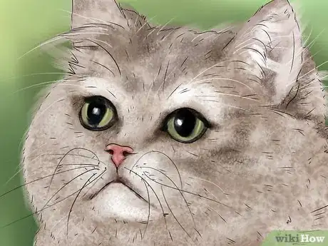 Imagen titulada Help a Cat Recover from Anesthesia Step 9