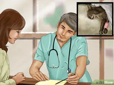 Imagen titulada Help a Cat Recover from Anesthesia Step 1