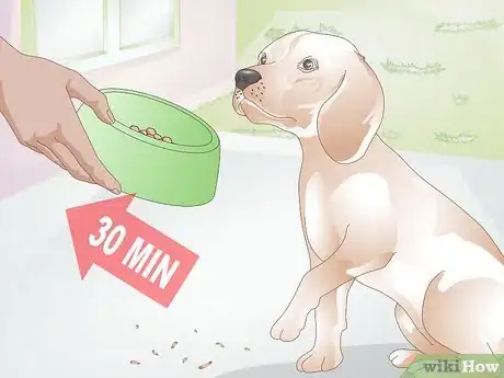 Imagen titulada Feed a Dog Step 10