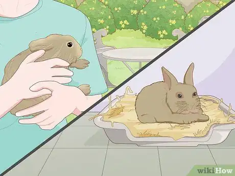 Imagen titulada Care for a New Pet Rabbit Step 1