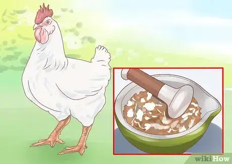 Imagen titulada Feed Chickens Step 12