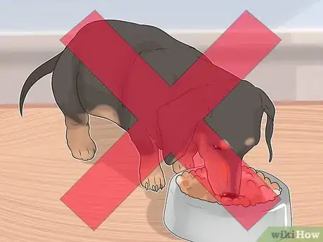 Imagen titulada Treat Back Problems in Dachshunds Step 12