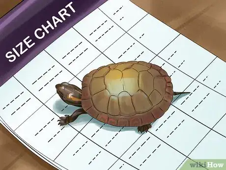Imagen titulada Tell a Turtle's Age Step 6