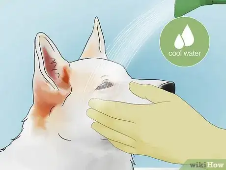 Imagen titulada Deskunk Your Dog Step 2