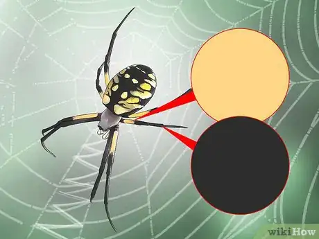 Imagen titulada Identify a Garden Spider Step 3