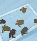 criar tortugas