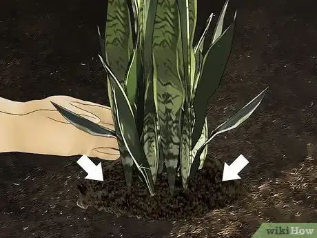 Imagen titulada Transplant a Plant Step 19