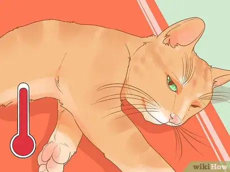 Imagen titulada Treat Fight Wounds on a Cat Step 3