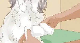 ser un paseador de perros profesional