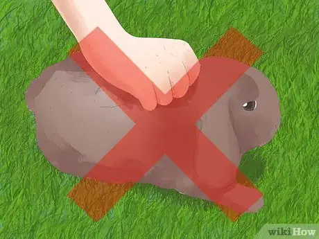 Imagen titulada Understand Your Rabbit Step 14