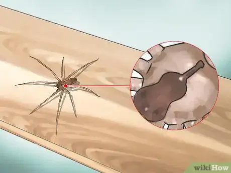 Imagen titulada Identify the Most Common North American Spider Species Step 2