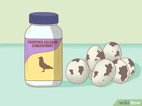Imagen titulada Get Quails to Lay Eggs Step 8