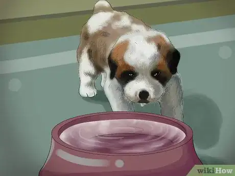 Imagen titulada Take Care of Teacup Puppies Step 3