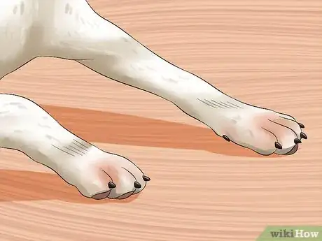 Imagen titulada Treat Hookworms in Dogs Step 1
