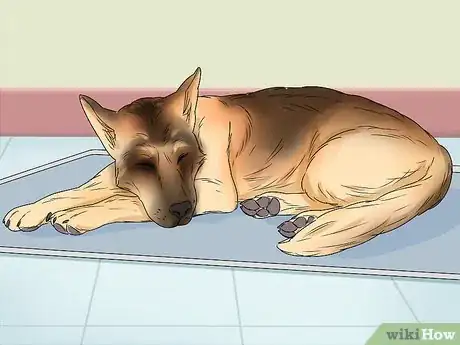 Imagen titulada Tell if a Dog Is Pregnant Step 6