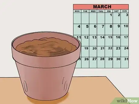 Imagen titulada Grow a Bean Plant Step 5