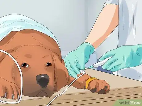 Imagen titulada Put a Dog to Sleep Step 6