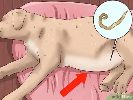Imagen titulada Identify Different Dog Worms Step 12