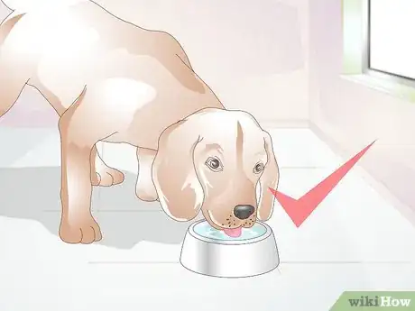Imagen titulada Feed a Dog Step 13