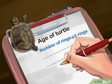 Imagen titulada Tell a Turtle's Age Step 3