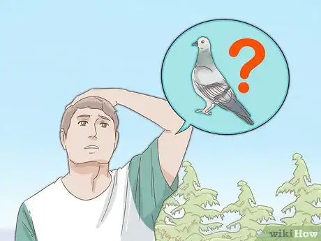 Imagen titulada Train a Homing Pigeon Step 10
