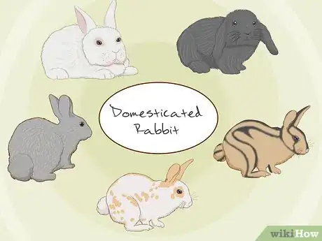 Imagen titulada Care for an Injured Rabbit Step 12